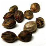 Семена марихуаны АК-47  (Seeds AK-47) в Углегорске